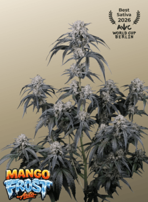 Mango Frost Auto