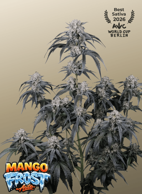 FastBuds Mango Frost Auto cannabis plant image 1