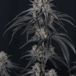 FastBuds Mango Frost Auto cannabis plant image 2