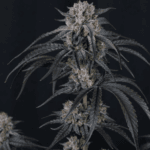 FastBuds Mango Frost Auto cannabis plant image 3
