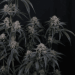 FastBuds Mango Frost Auto cannabis plant image 4