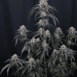 FastBuds Mango Frost Auto cannabis plant image 5