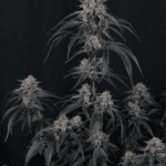 FastBuds Mango Frost Auto cannabis plant image 6