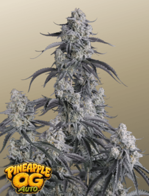 Pineapple OG Auto