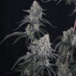 FastBuds Pineapple OG Auto cannabis plant image 2