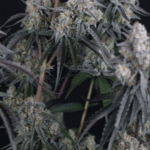 FastBuds Pineapple OG Auto cannabis plant image 3