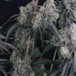 FastBuds Pineapple OG Auto cannabis plant image 4