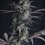 FastBuds Pineapple OG Auto cannabis plant image 5