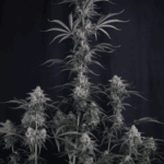 FastBuds Pineapple OG Auto cannabis plant image 6
