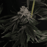 FastBuds Z42 cannabis plant image 2