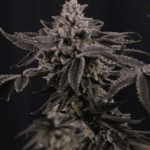 FastBuds Z42 cannabis plant image 3