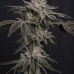 FastBuds Z42 cannabis plant image 4