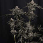 FastBuds Z42 cannabis plant image 5
