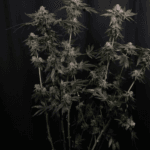 FastBuds Z42 cannabis plant image 6