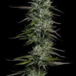Humboldt Seed Company Bob Marley Redemption cannabis plant image 4