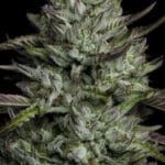 Humboldt Seed Company Bob Marley Redemption cannabis plant image 5