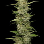Humboldt Seed Company California Sour Diesel cannabis plant image 1