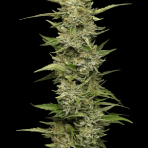 Humboldt Seed Company California Sour Diesel cannabis plant image 1