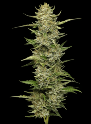 California Sour Diesel
