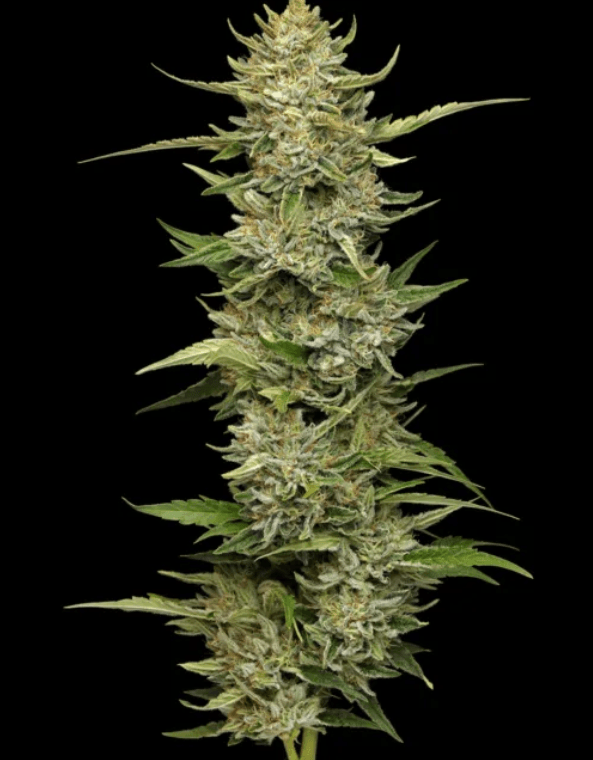 Humboldt Seed Company California Sour Diesel cannabis plant image 1