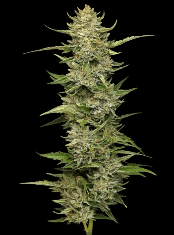 Humboldt Seed Company California Sour Diesel cannabis plant image 1