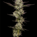 Humboldt Seed Company Puff Pastry cannabis plant image 3