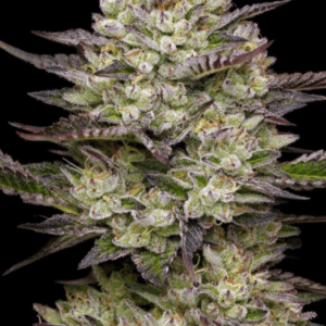 Humboldt Seed Company Puff Pastry cannabis plant image 4