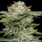 Humboldt Seed Company VAuto cannabis plant image 1