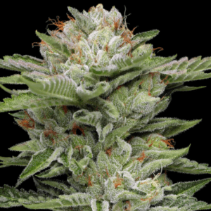 Humboldt Seed Company VAuto cannabis plant image 1