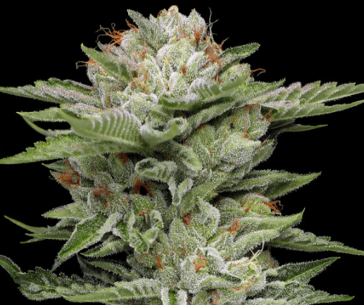 Humboldt Seed Company VAuto cannabis plant image 1