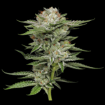 Humboldt Seed Company VAuto cannabis plant image 2