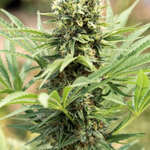 Humboldt Seed Organisation Dedoverde Haze cannabis plant image 1