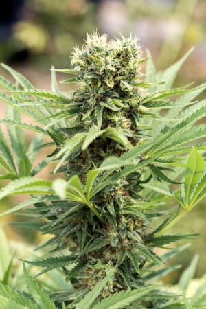 Dedoverde Haze
