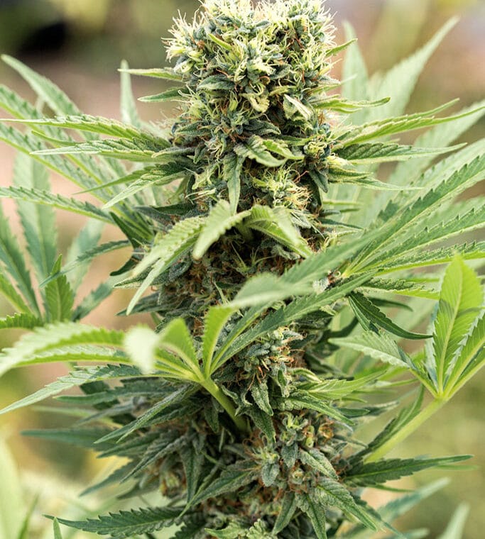 Humboldt Seed Organisation Dedoverde Haze cannabis plant image 1