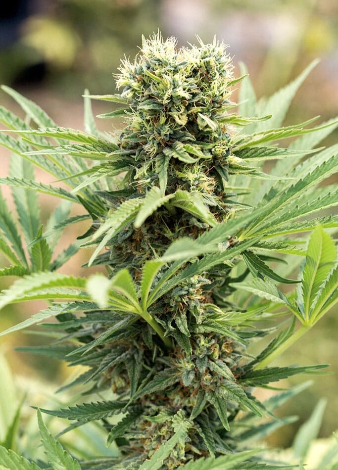 Humboldt Seed Organisation Dedoverde Haze cannabis plant image 1