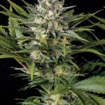 Humboldt Seed Organisation Pineapple Skunk cannabis plant image 1