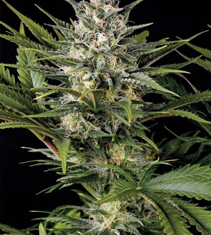 Humboldt Seed Organisation Pineapple Skunk cannabis plant image 1