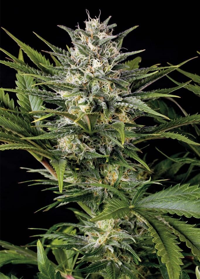 Humboldt Seed Organisation Pineapple Skunk cannabis plant image 1