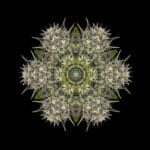 Humboldt Seed Organisation Pineapple Skunk cannabis plant image 2