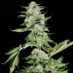 Kera Seeds Northern Light cannabis plant image 2