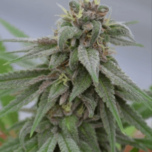 Medicann Seeds Pure Kush cannabis plant image 1