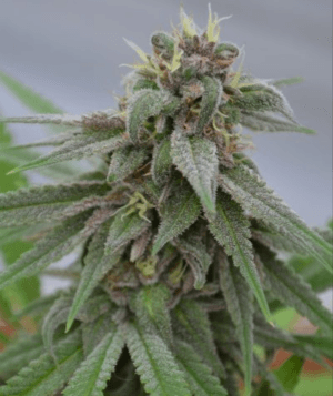 Pure Kush