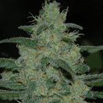 Medicann Seeds Pure Kush cannabis plant image 2