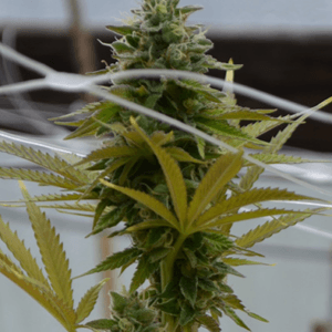 Medicann Seeds San Fernando Valley OG cannabis plant image 1