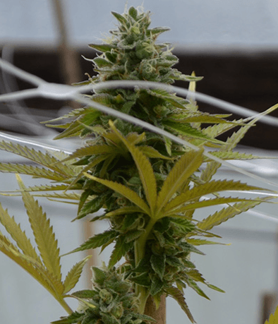 Medicann Seeds San Fernando Valley OG cannabis plant image 1