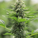 Medicann Seeds San Fernando Valley OG cannabis plant image 2