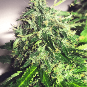 Ministry of Cannabis Auto Cannabis Light cannabis plant image 1