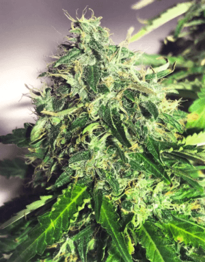 Auto Cannabis Light