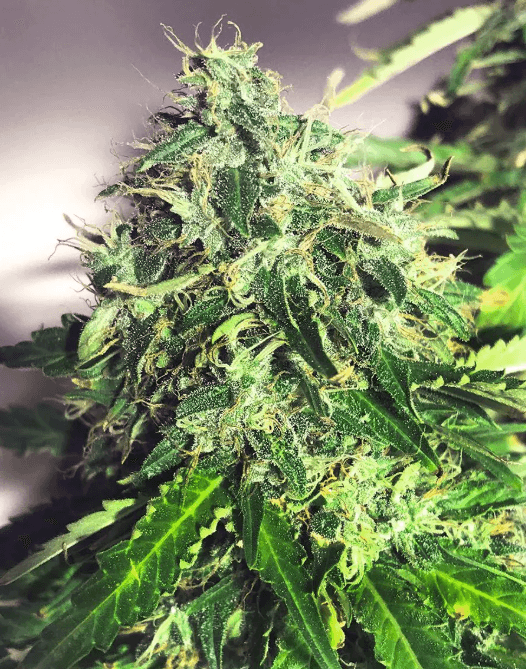 Ministry of Cannabis Auto Cannabis Light cannabis plant image 1