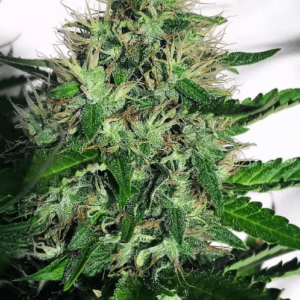 Ministry of Cannabis Cannabis Light cannabis plant image 1